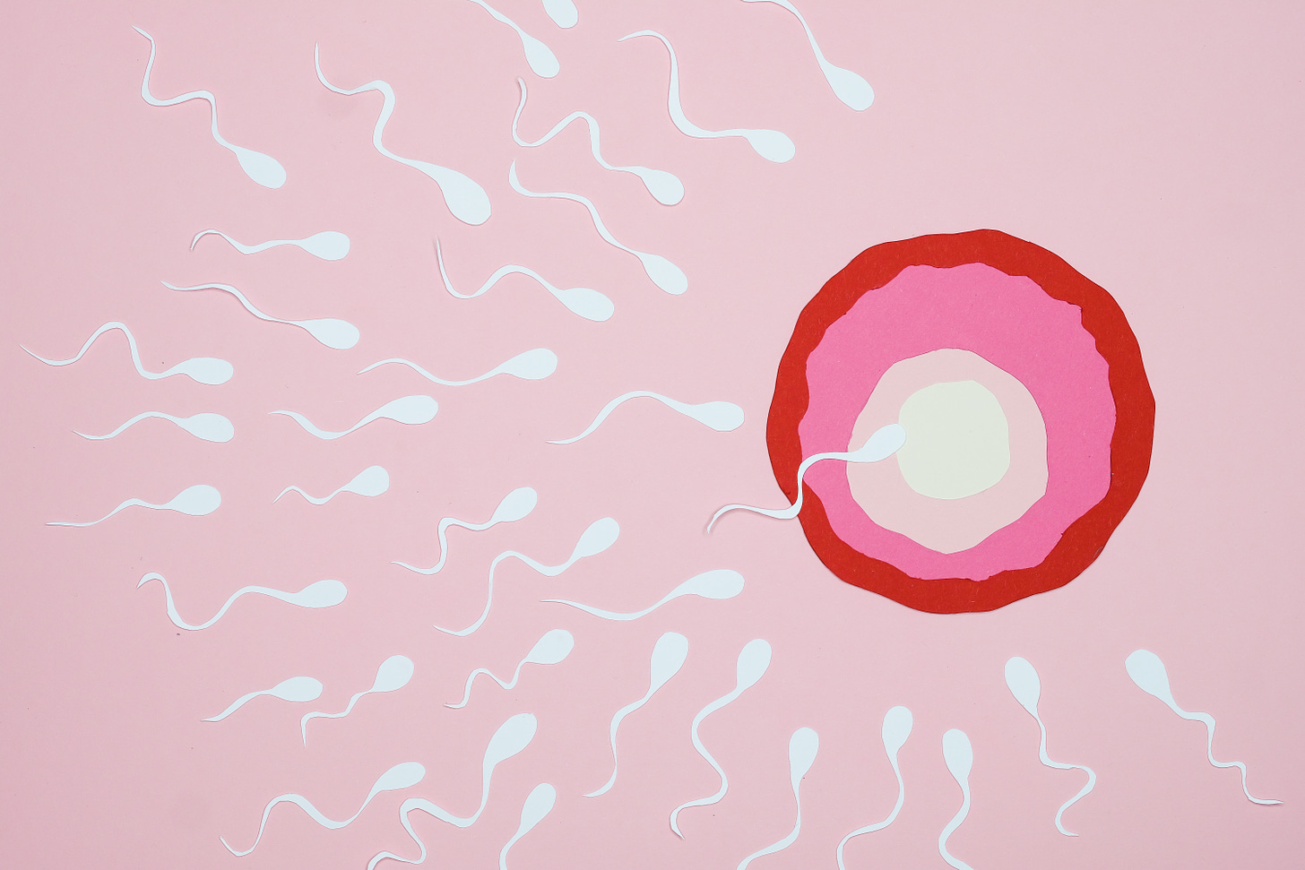 illustration of sperms moving towards a fertile egg