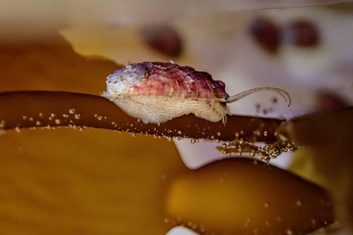 Baby white abalone crawling on a kelp stipe