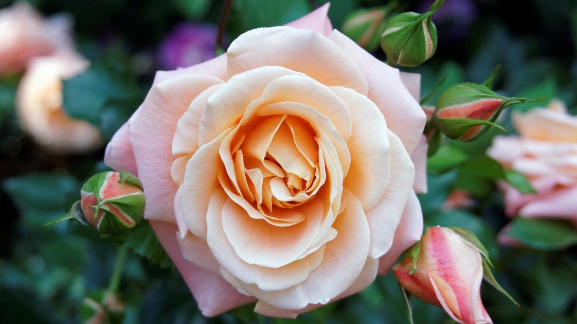 Growing Roses: How to Plant and Care for Roses | The Old Farmer's Almanac