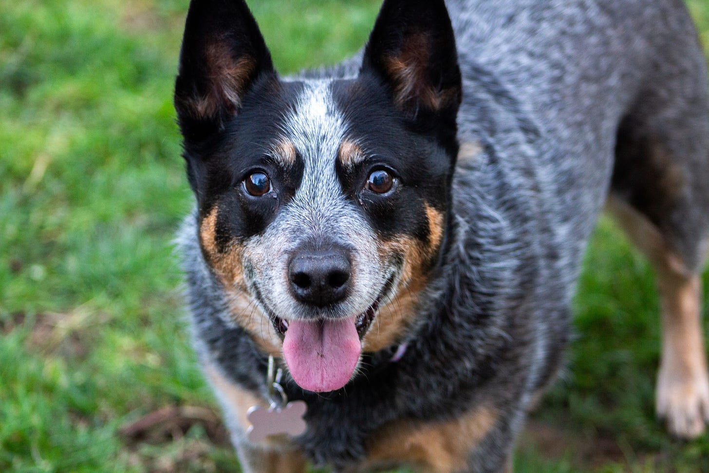 Australian Cattle Dog: Training Tips and Breed Information – Dogster
