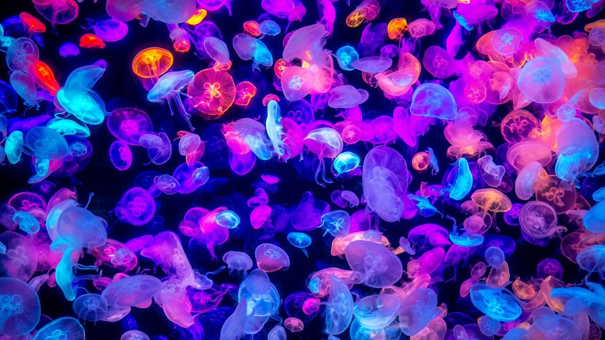 Are Jellyfish Immortal? | Facts About Jellyfish