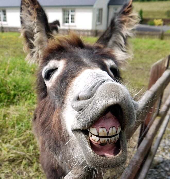 World's Greatest Gallery of Laughing Donkeys