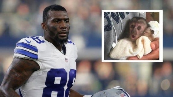 trash talking injured ricardo lockette outraging peta dez bryant 2015 nfl