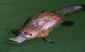 Unveiling the Wonders of the Duck-Billed Platypus: A Nature Marvel | Medium