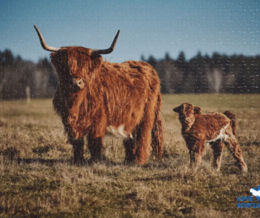 Why is it called a Highland Coo?