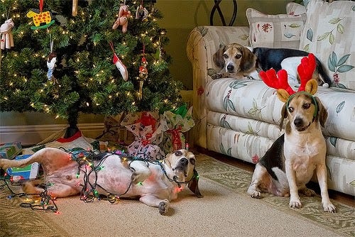 dogs in christmas lights