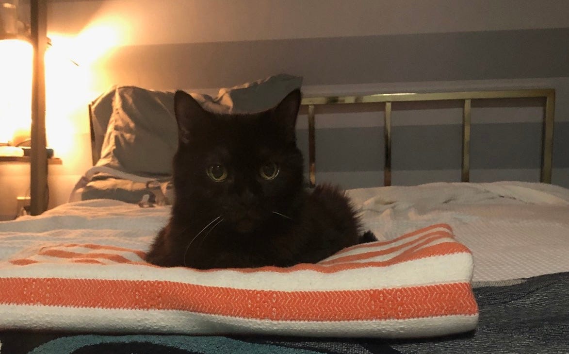 Black cat with a very cute face sits on an orange and white blanket at the foot of the bed. She starting into the camera looking a bit concerned.