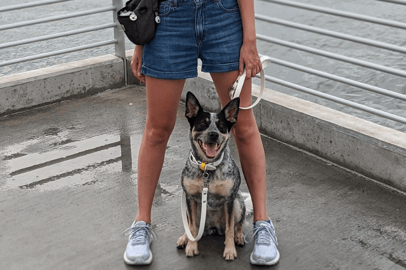 Scout the blue heeler sits between her owners legs on the dog-friendly Saint Petersburg Pier on Florida's gulf coast, a treat pouch with her daily food around her owner's waist