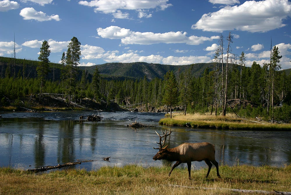 Elk walking next to river