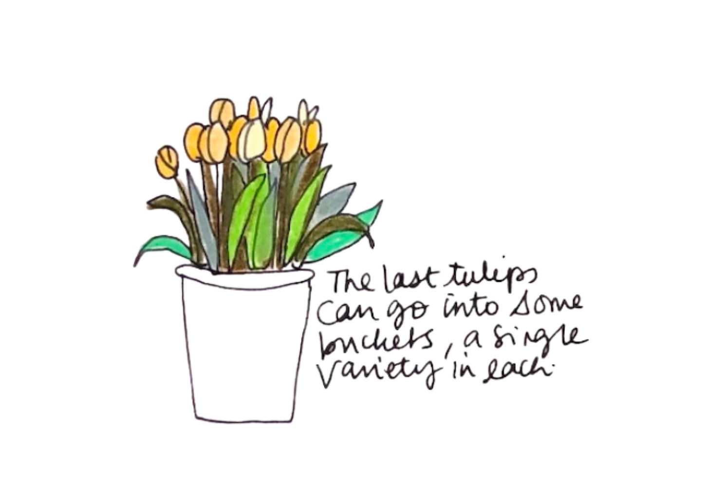 a drawing of tulips in a vase