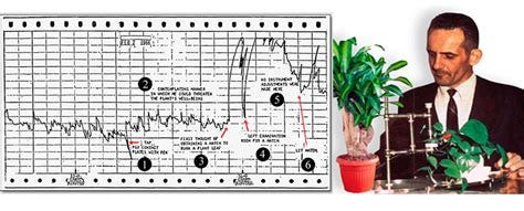 Thí nghiệm khoa học đã chứng minh: Thực vật cũng có cảm tình