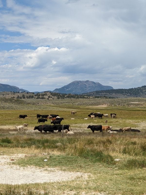 About twenty cows walking together through the grass