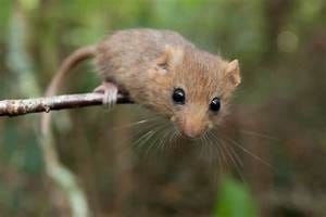 Dormouse Uk