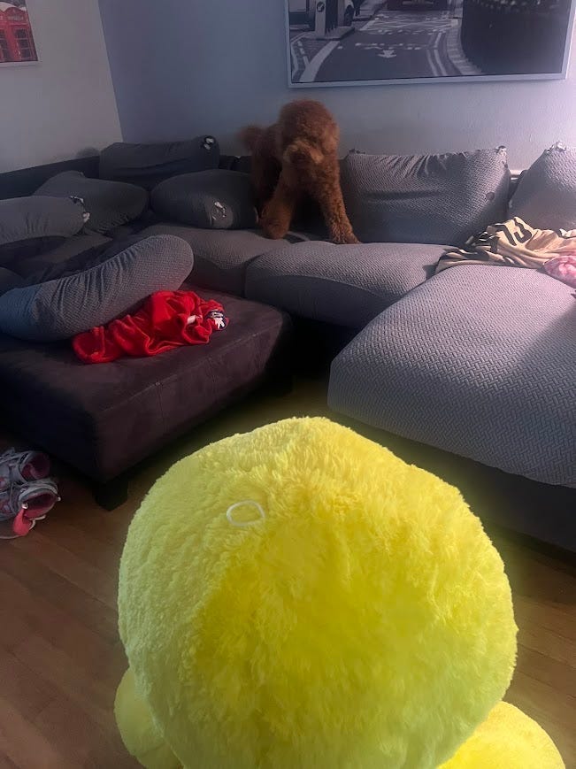Photo showing the back of the head of a giant duck plushie with a scared looking Labradoodle puppy on the couch in the background.