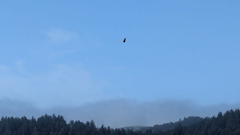 A red-tailed hawk circles in the clear sky above