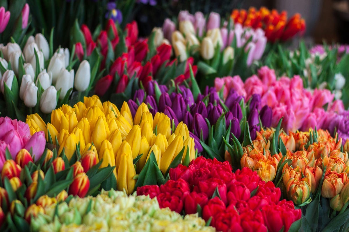 Colourful flowers decorated.