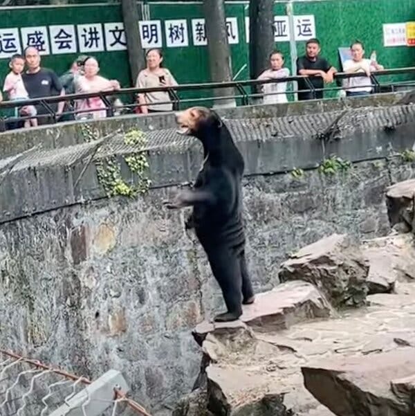 A Malayan sun bear standing on its hind legs with its paw out to visitors at the Hangzhou Zoo in China looks remarkably like a human in a baggy bear costume.