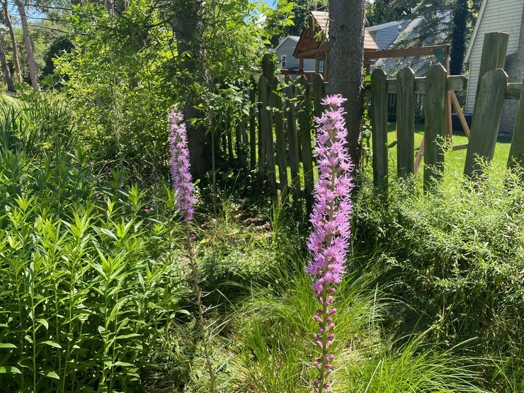 Marsh blazing star (they remind me of fireworks)