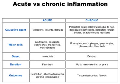 Acute inflammation vs chronic inflammation