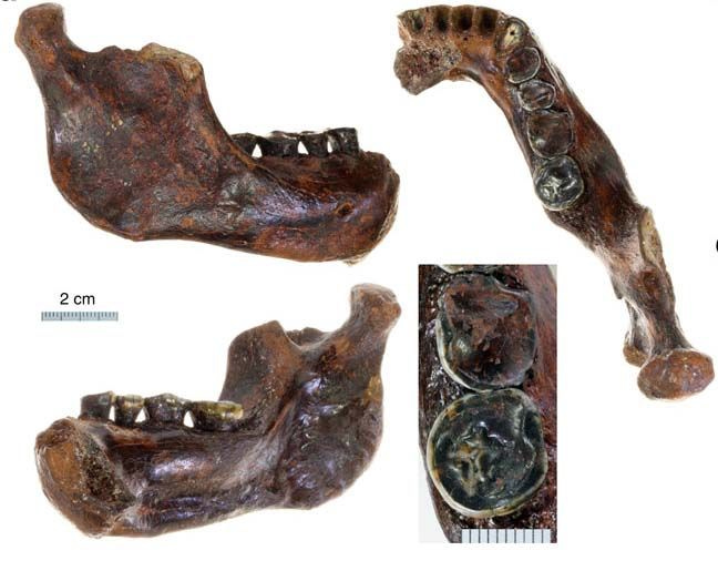Figure 3 from Chang et al 2015, showing Penghu 1 mandible in multiple views