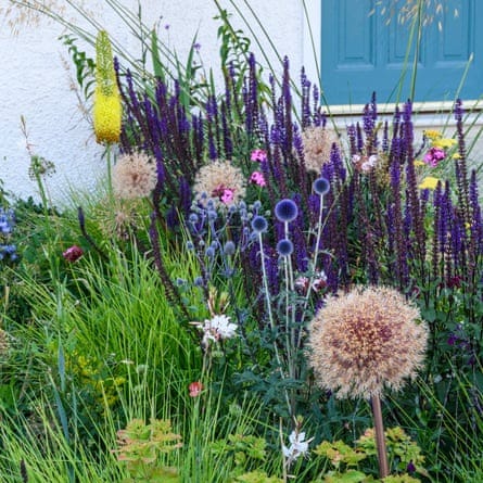Allium ‘Globemaster’ at the front, with Echinops ritro ‘Veitch’s Blue’ and Salvia nemorosa ‘Caradonna’ at the rear