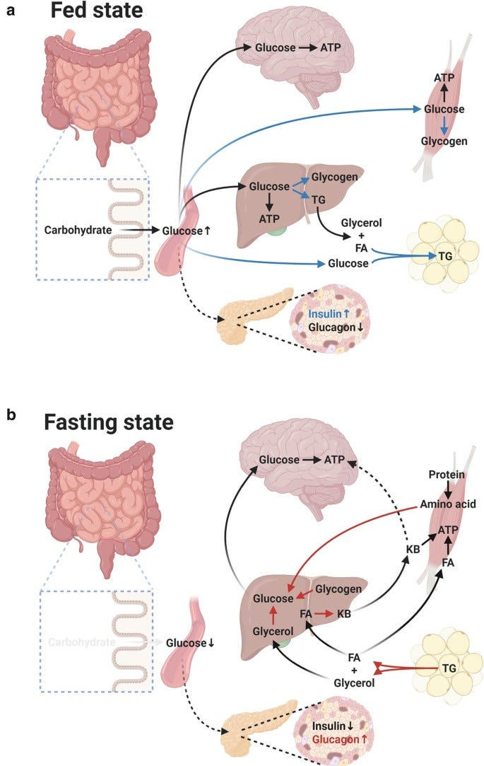 Glucose Metabolism | SpringerLink