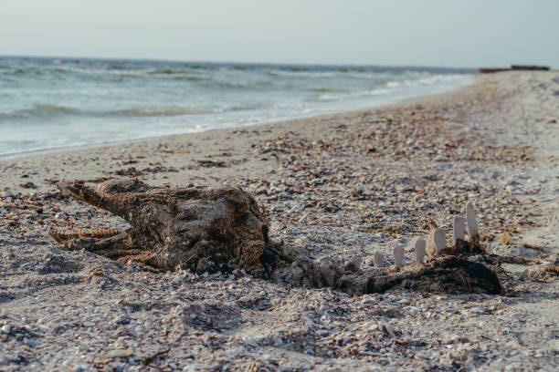 Dolphin. The skeleton of a dead dolphin. Black Sea. Dolphin. The skeleton of a dead dolphin. Black Sea. dolphin skeleton stock pictures, royalty-free photos & images