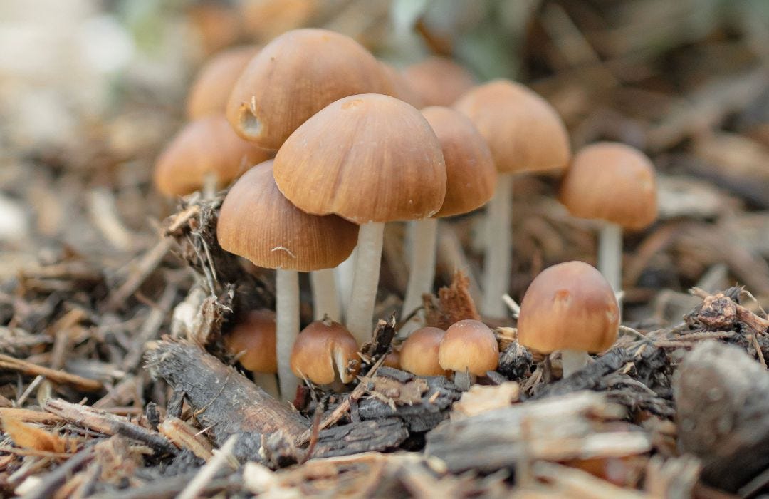 Some small gold coloured mushrooms with long stems are shown growing from a wood chippy forest floor.