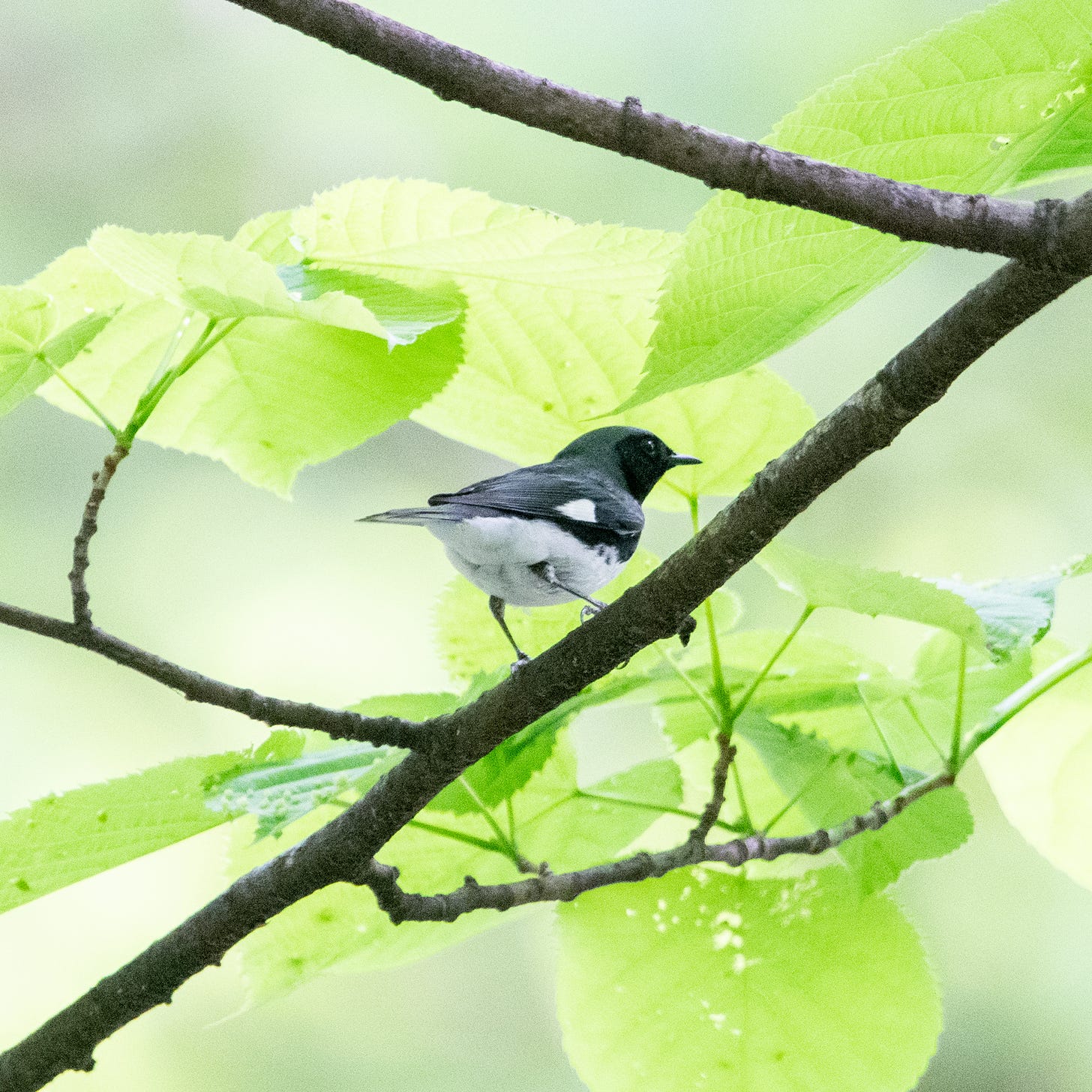 A male black-throated blue warbler, perched in a tree