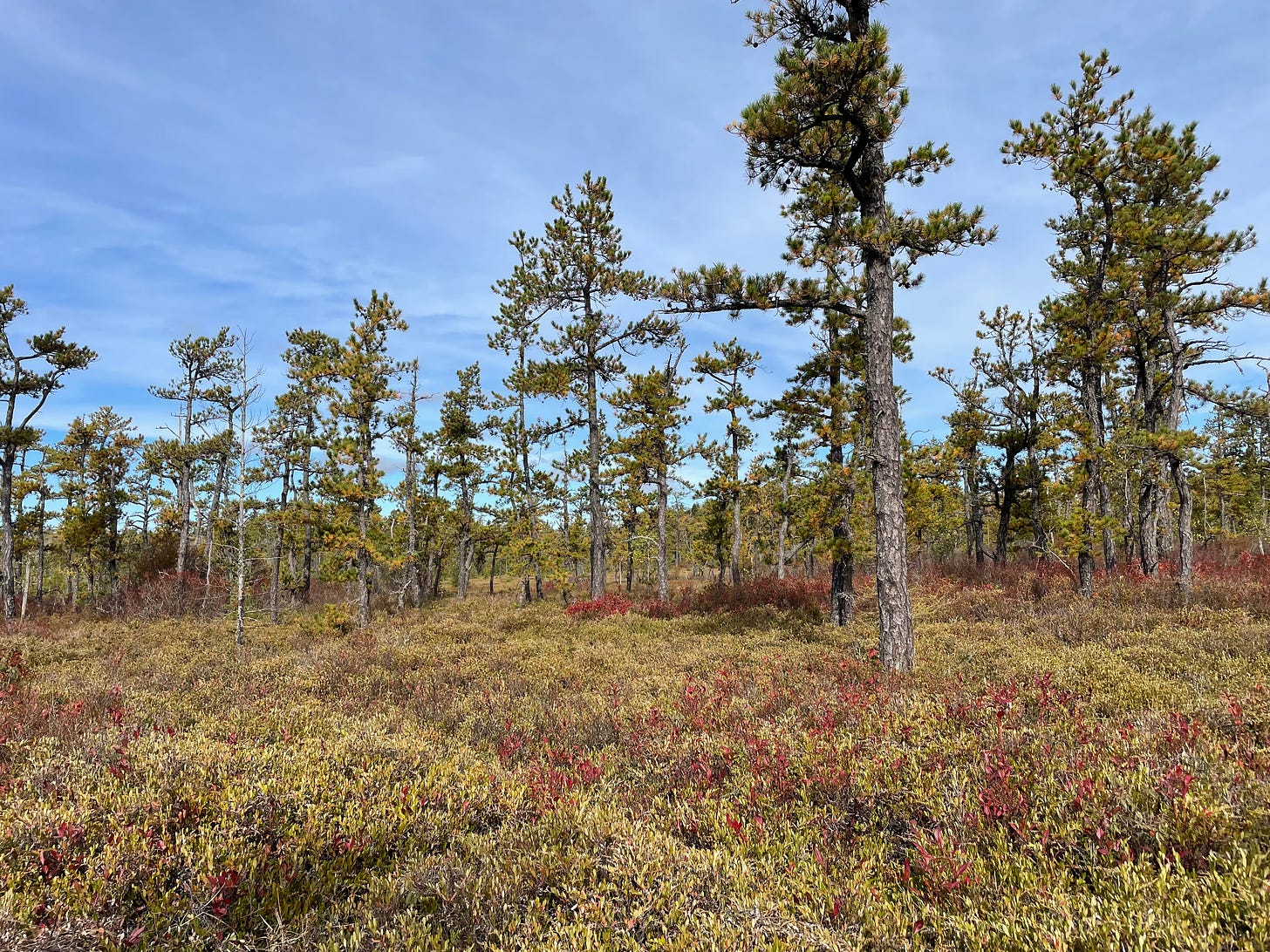 Trees stand in a bog in Saco Heath against a clear blue sky. 