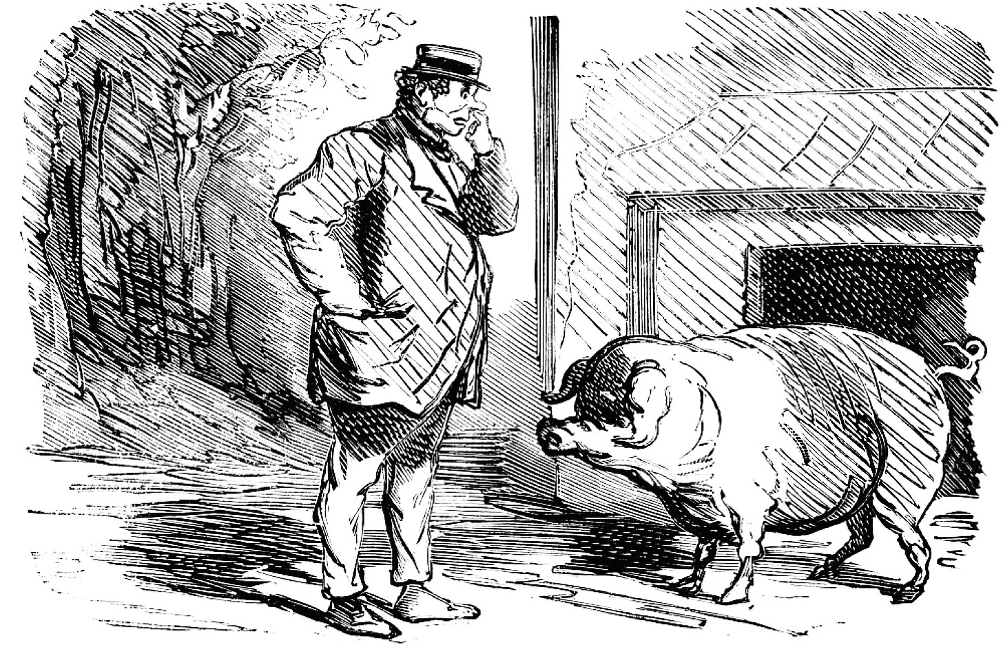 Man picking his nose in front of pig