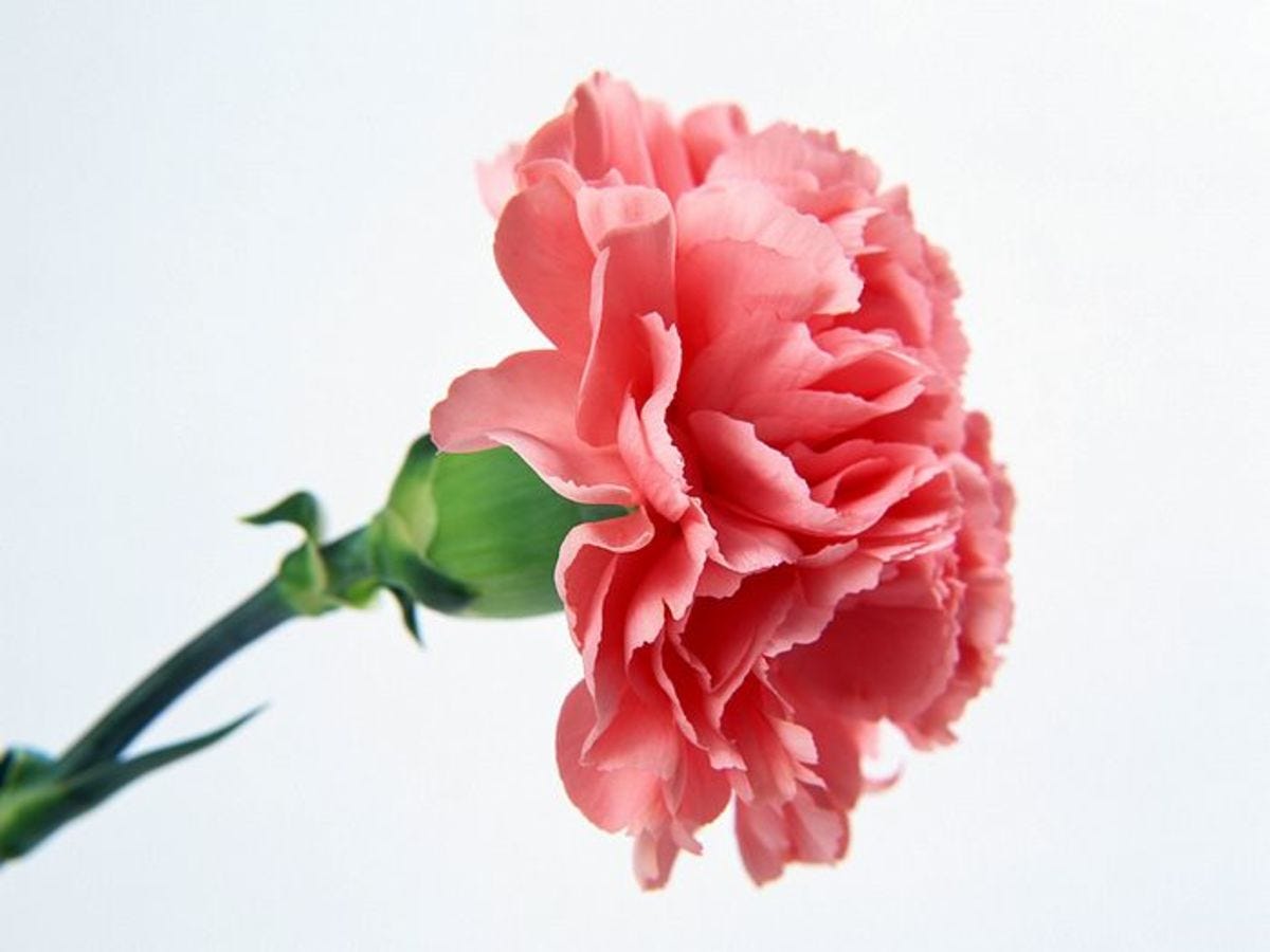 Carnation Colors and What They Mean | hubpages