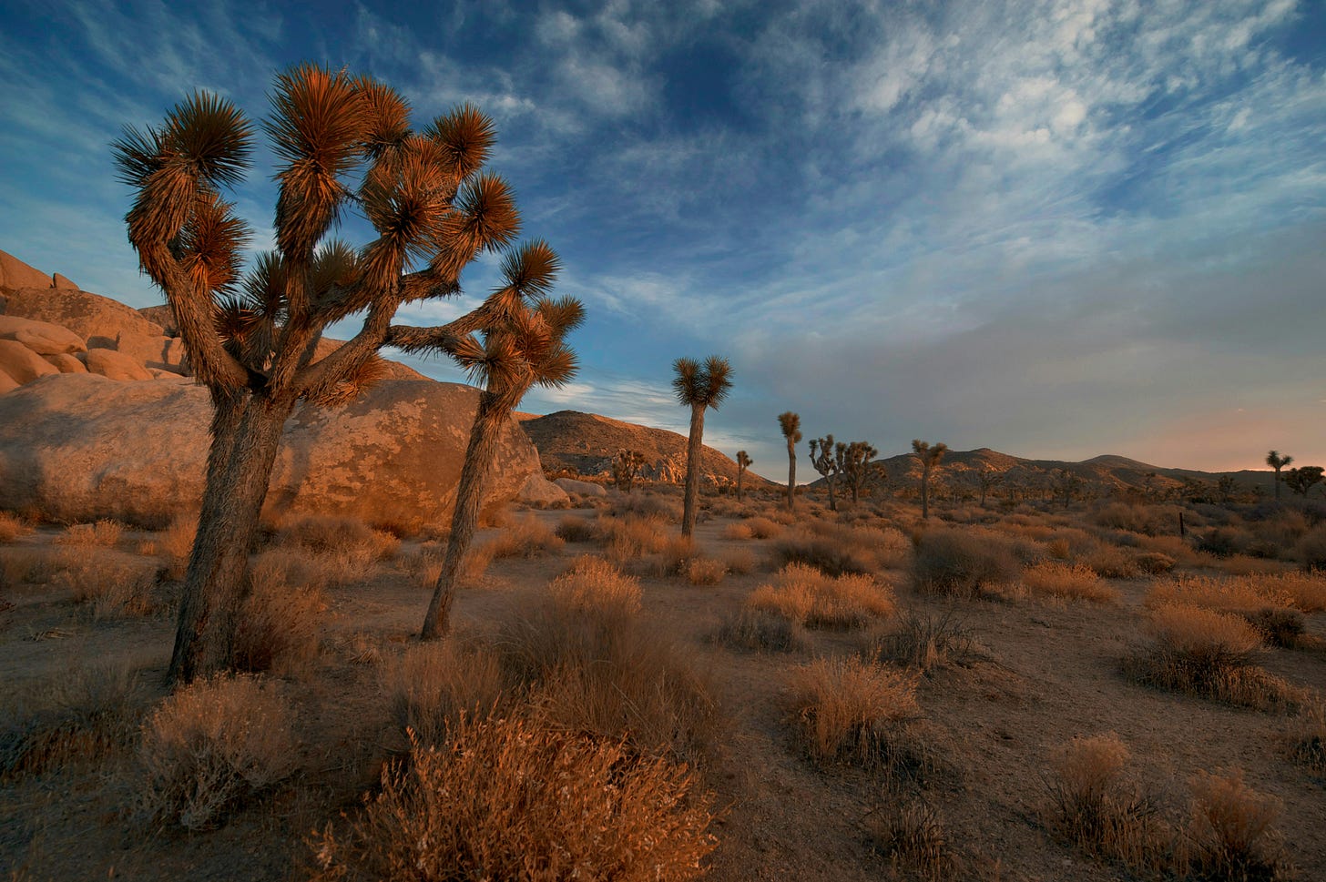 A line of joshua trees and scrubby bushes in the desert