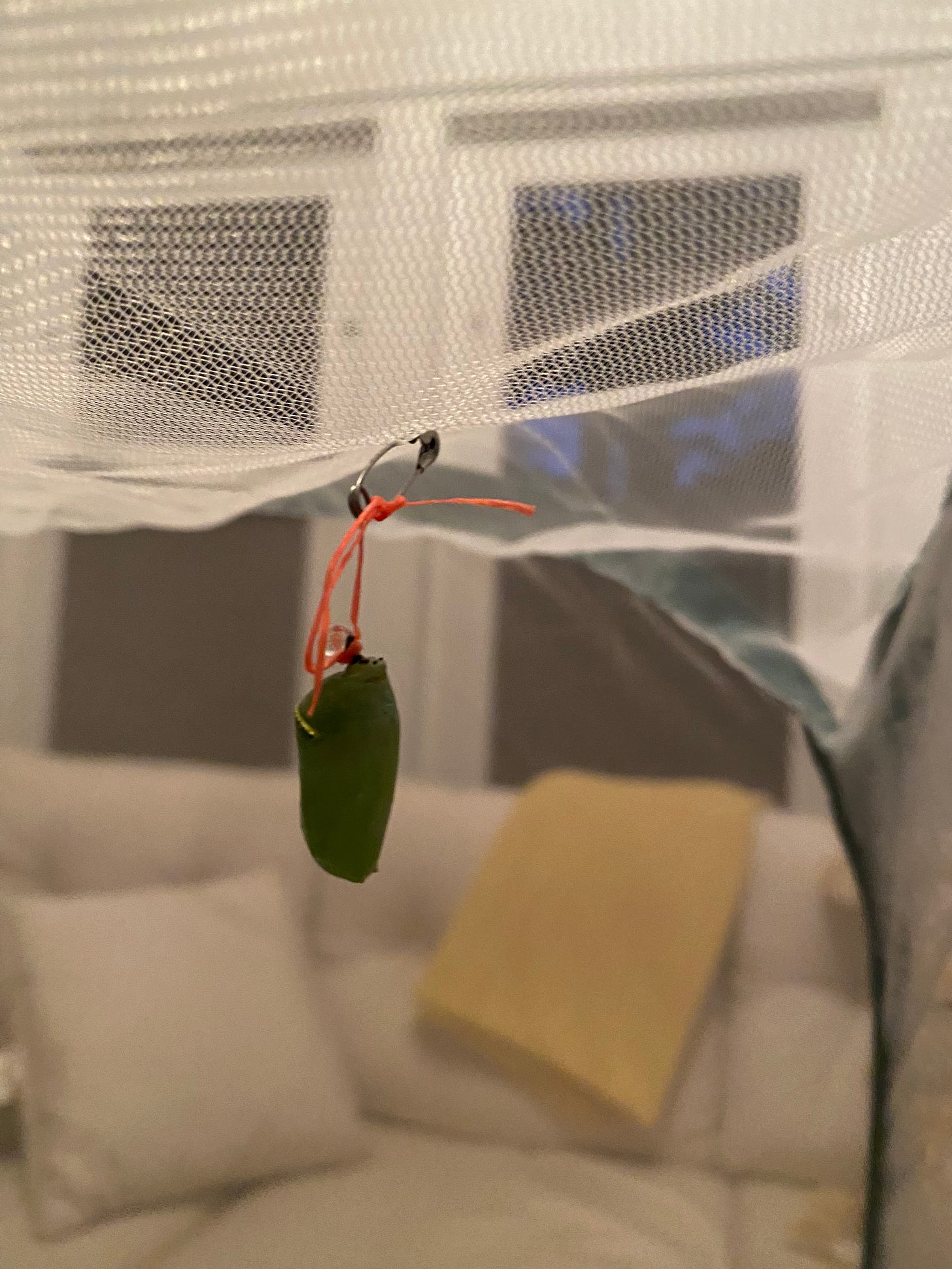 Monarch chrysalis hanging from the top of a white mesh habitat, suspended by red dental floss and a safety pin