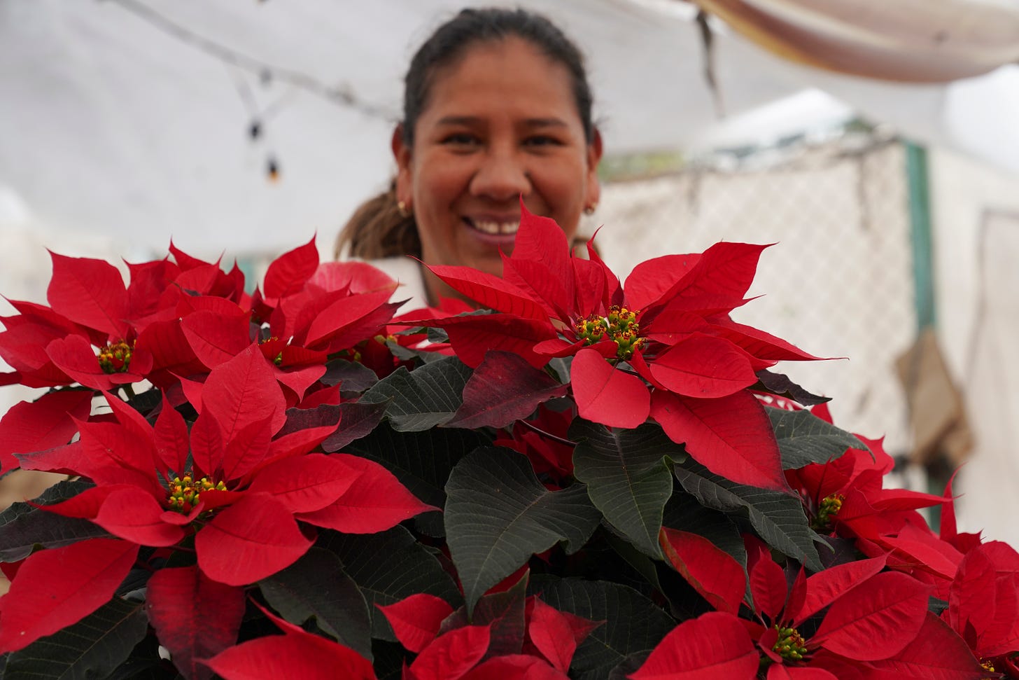 Dora Luz Flores smiles wide next to her displayed poinsettias for sale in the San Luis Tlaxialtemalco district of Mexico City.