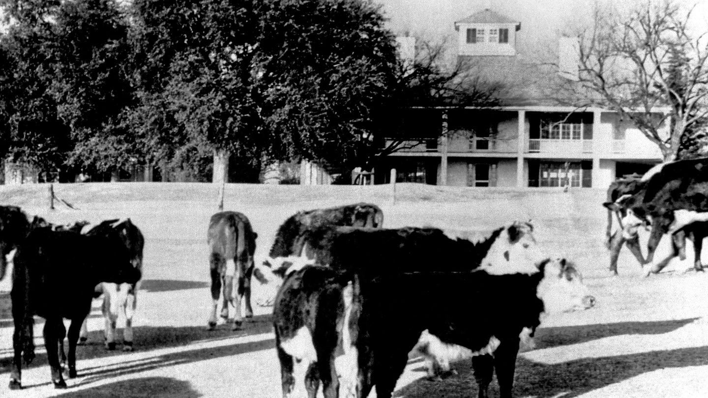 Cows seen in front of the clubhouse at Augusta National Golf Club in 1943.