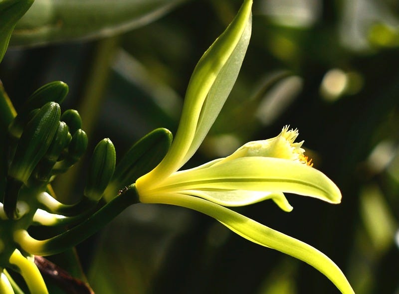 pollinisation vanille