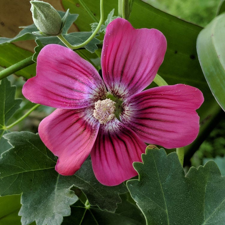 Flower of Tree Mallow