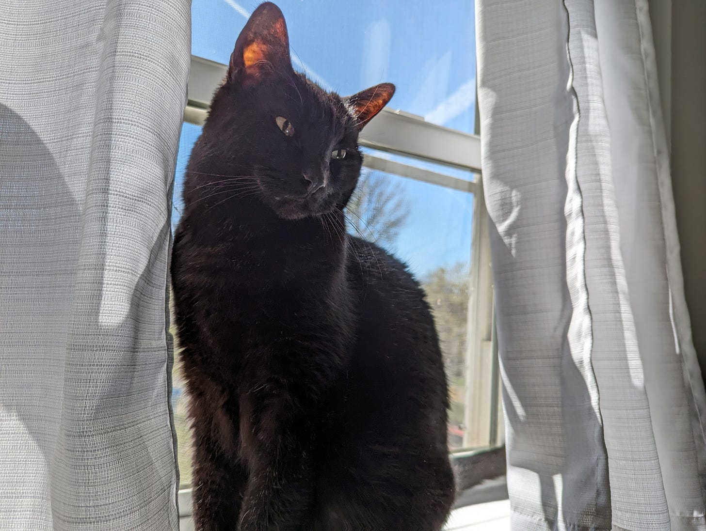 A black cat sits on a windowsill, looking inward against a blue sky and white curtains.