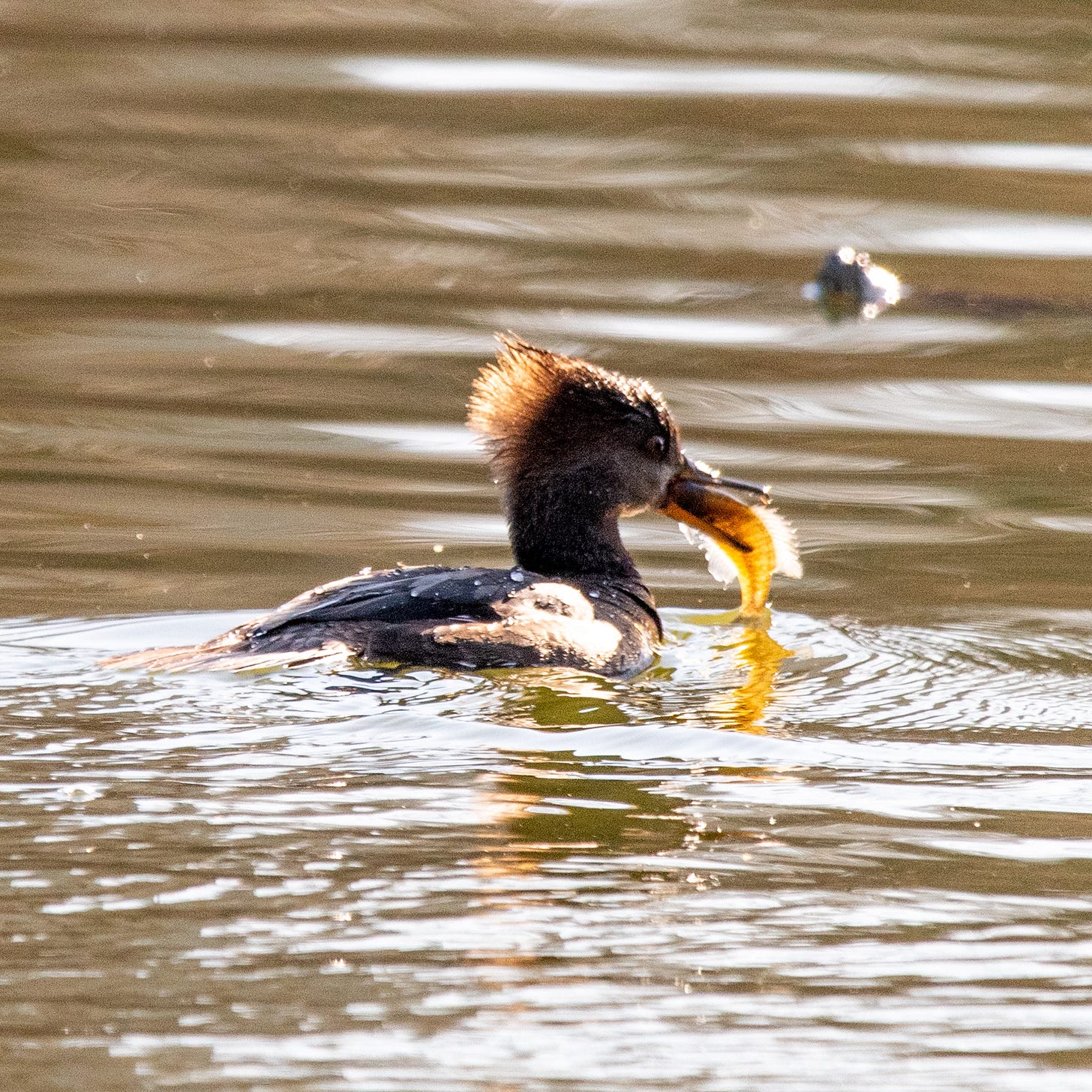 A brown waterfowl with a backlit mohawk is swimming away from the viewer. It holds in its beak a translucent yellow fish with spiny dorsal and ventral fins. A turtle is swimming just beyond it.