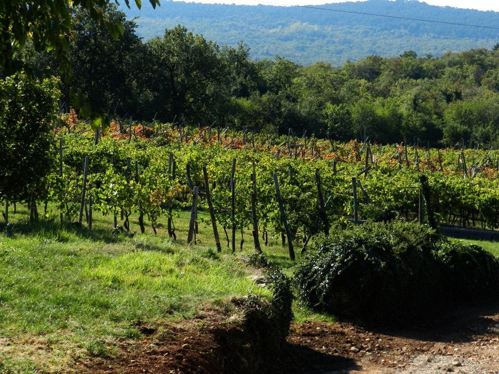 carso vineyards