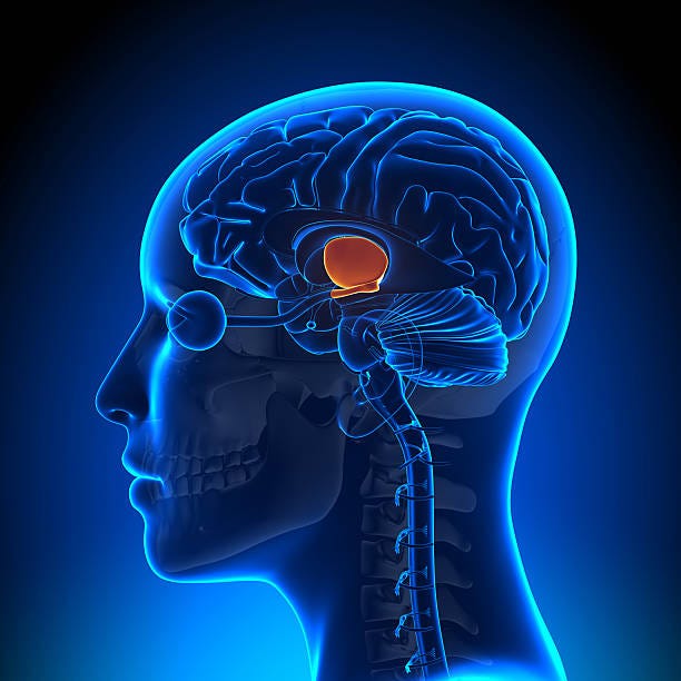 Hypothalamus Female Brain Anatomy Stock Photo - Download Image Now -  Hypothalamus, Thalamus, Pituitary Gland - iStock
