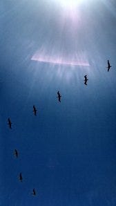 Pelicans in flight (photo by Niva)