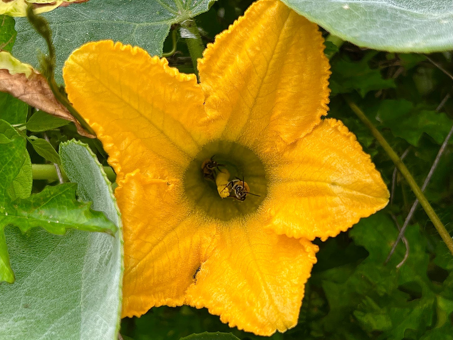 Buffalo gourd blossom with honeybees