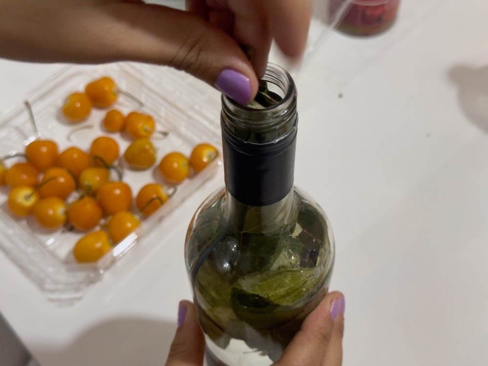 Making a macerado by adding coca leaves to a bottle of pisco