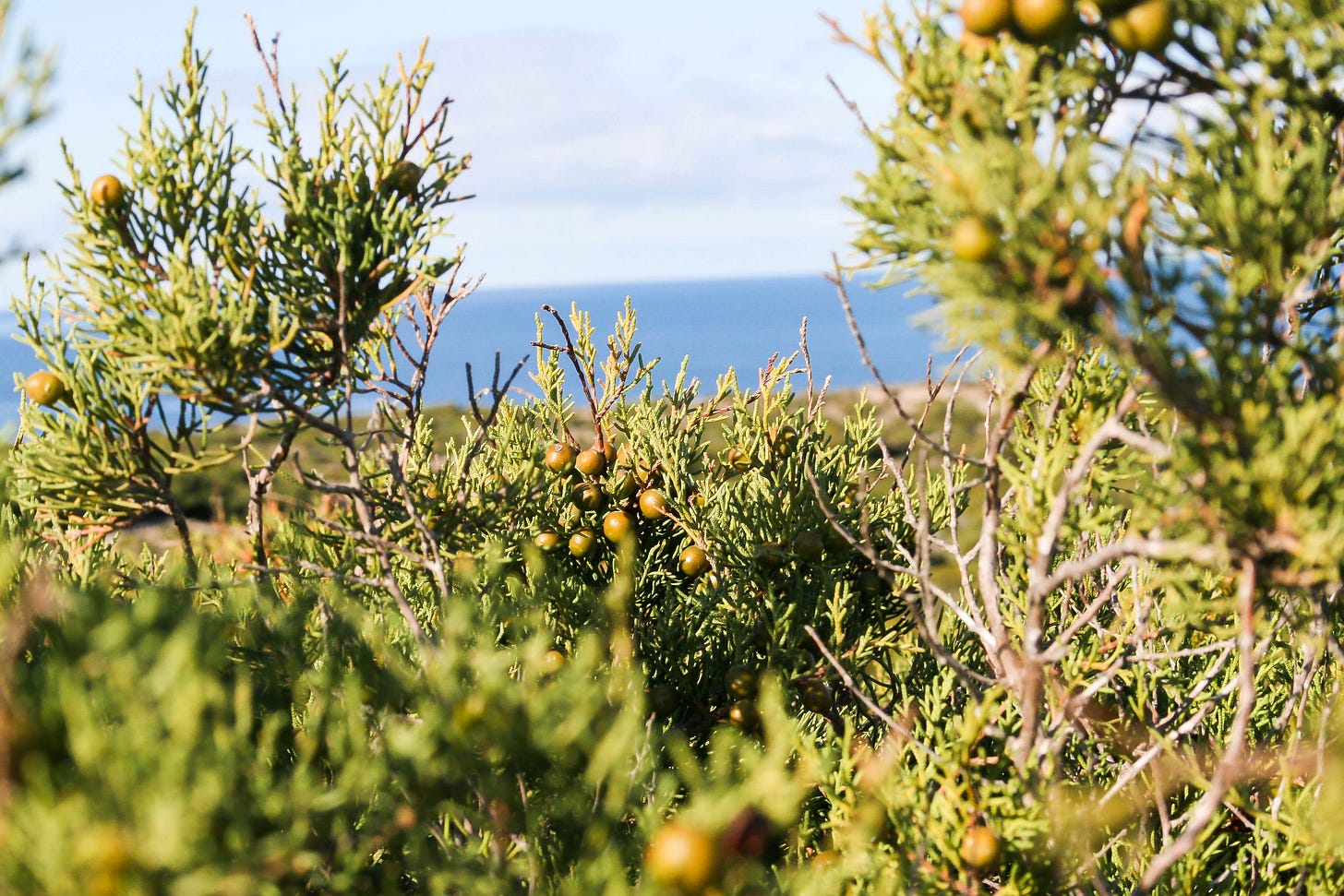 Mediterranean Macchia