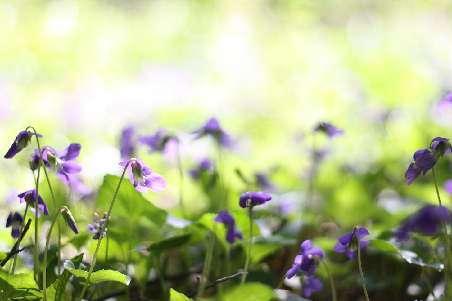 a bed of purple violets