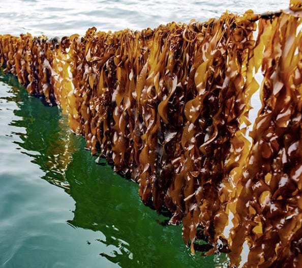 Can kelp help save us? Only if we eat it. — Stone Pier Press