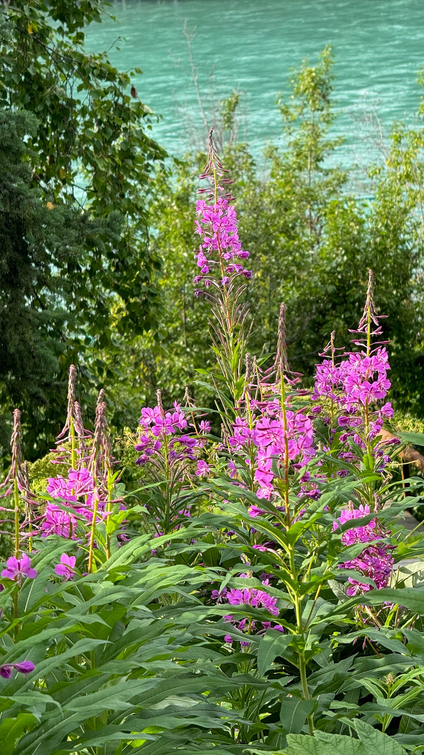 Fireweed flowers and river