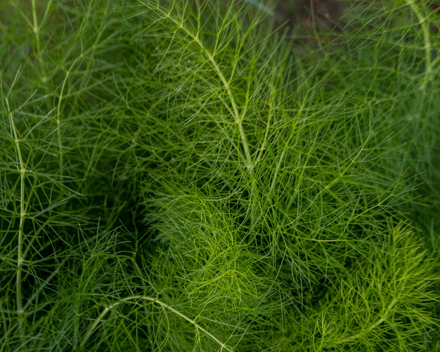 Cottage garden | The Elliott Homestead (.com)